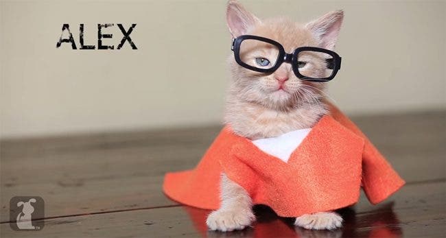 ¿Y si Orange Is The New Black fuera protagonizada por gatitos?